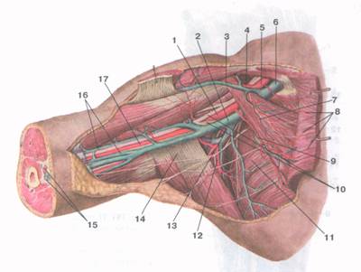Подключичная артерия топография