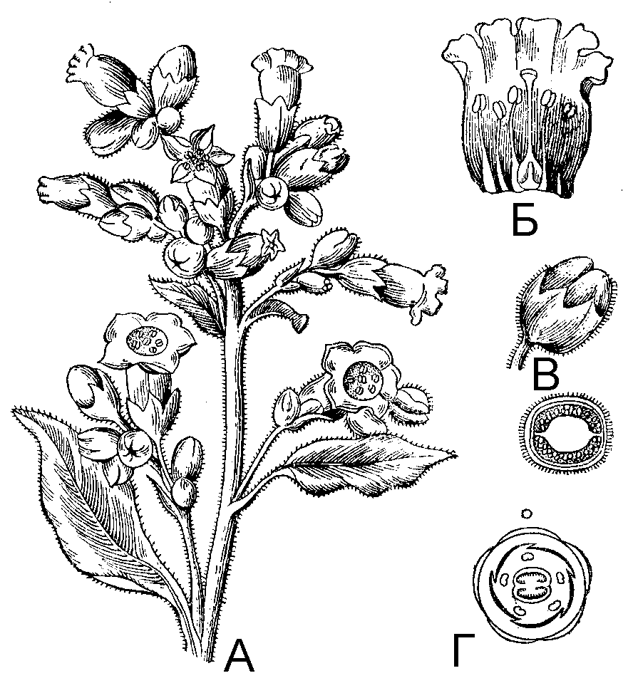 Схема белого цветка