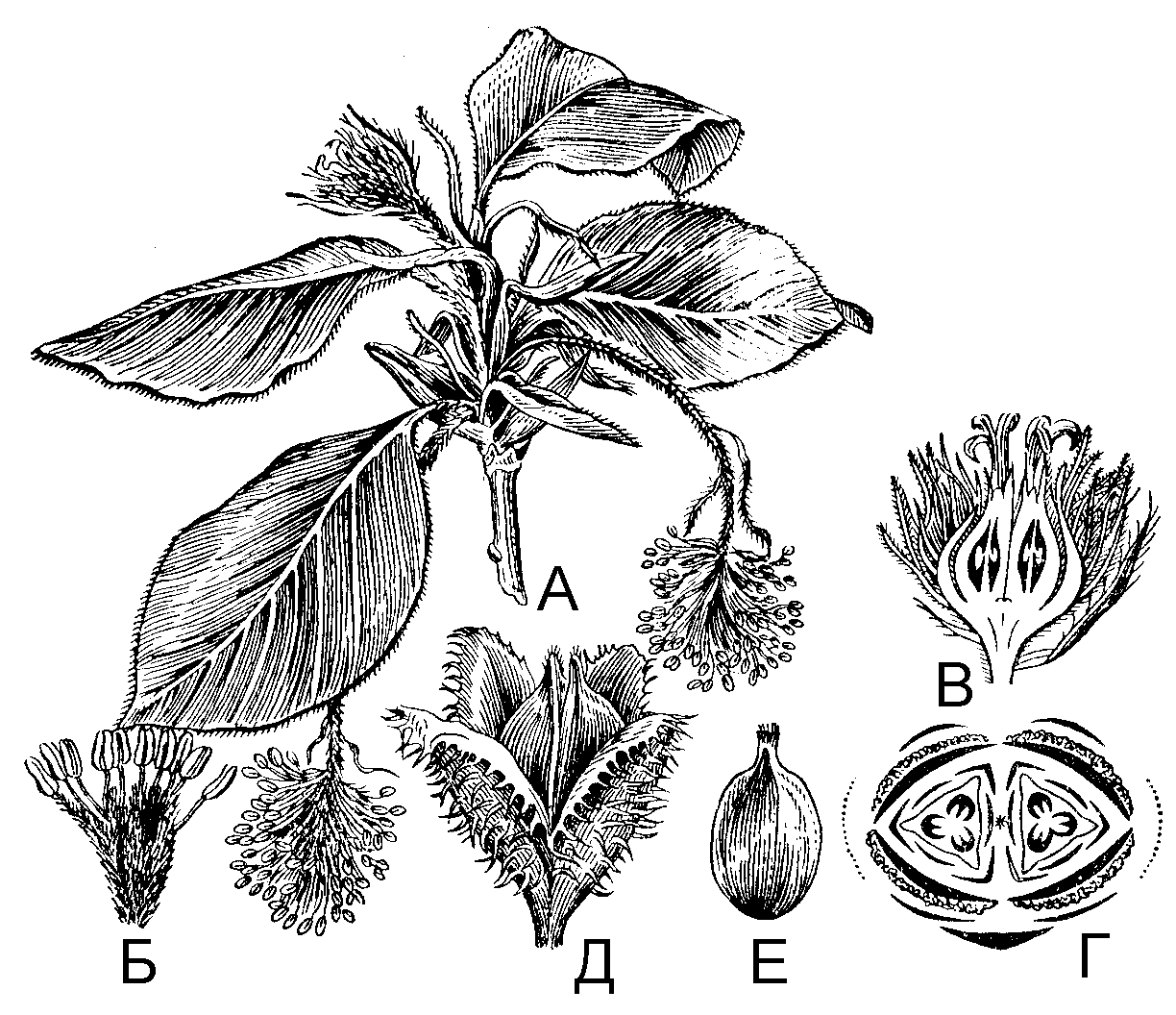 Ольха схема. Женский цветок ольхи строение. Дихазии буковых. Строение мужского дихазия ольхи. Дихазий березы.