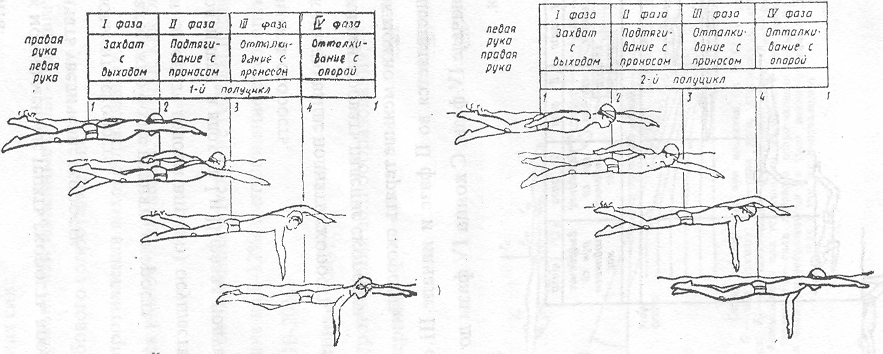 Фазы плавания кролем на груди. Фазы движений рук в кроле на груди.